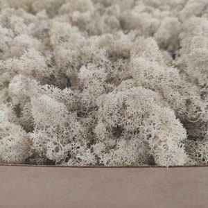 REINDEER MOSS, STABILIZED Lichen, Preserved Moss, Cream Lichen, Aesthetic Scandinavian Canopy Moss Lichen For Wall, Nature Lover Gift
