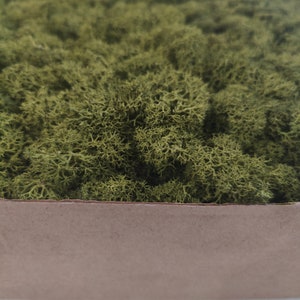 REINDEER MOSS, STABILIZED Lichen, Preserved Moss, Medium Green Lichen, Aesthetic Scandinavian Canopy Moss Lichen For Wall, Nature Lover Gift