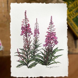 Fireweed - Art Print - Botanical Watercolor Painting on Cotton Paper w/ Deckled Edges - 8x10 Unframed - Alaskan Native Wildflower