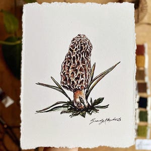 Fungo spugnole - Stampa artistica - Dipinto ad acquerello su carta di cotone con bordi frastagliati - 8x10 senza cornice - Forager - Regalo per gli amanti dei funghi - Micologia