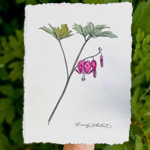 Fiore di cuore sanguinante - Stampa artistica - Dipinto ad acquerello su carta di cotone con bordo frastagliato - 8x10 senza cornice - Regalo di dolore per perdita e compassione botanica