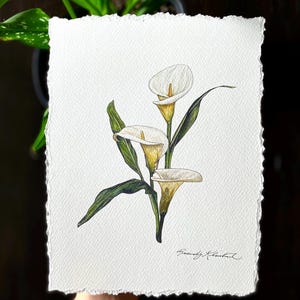 Weiße Calla - Kunstdruck - Aquarellmalerei auf Baumwollpapier mit Büttenrand - 20x25 ungerahmt - Botanisches Geschenk für Braut