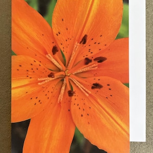 Greetings card tiger lily flower blank inside with white envelope, birthday card