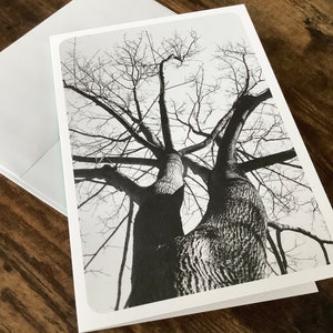 Carte de souhaits arbre sans texte avec enveloppe, fête, voeux, d'anniversaire, vierge