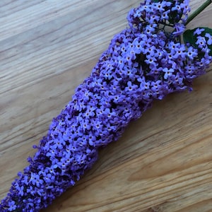 Butterfly Bush Flower Essence