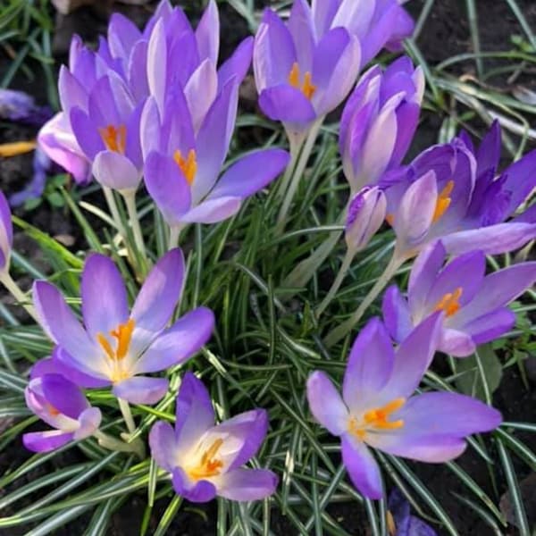 Crocus Flower Essence