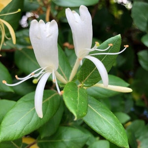 Honeysuckle Flower Essence-Release the Past, Get Unstuck & Get into Flow
