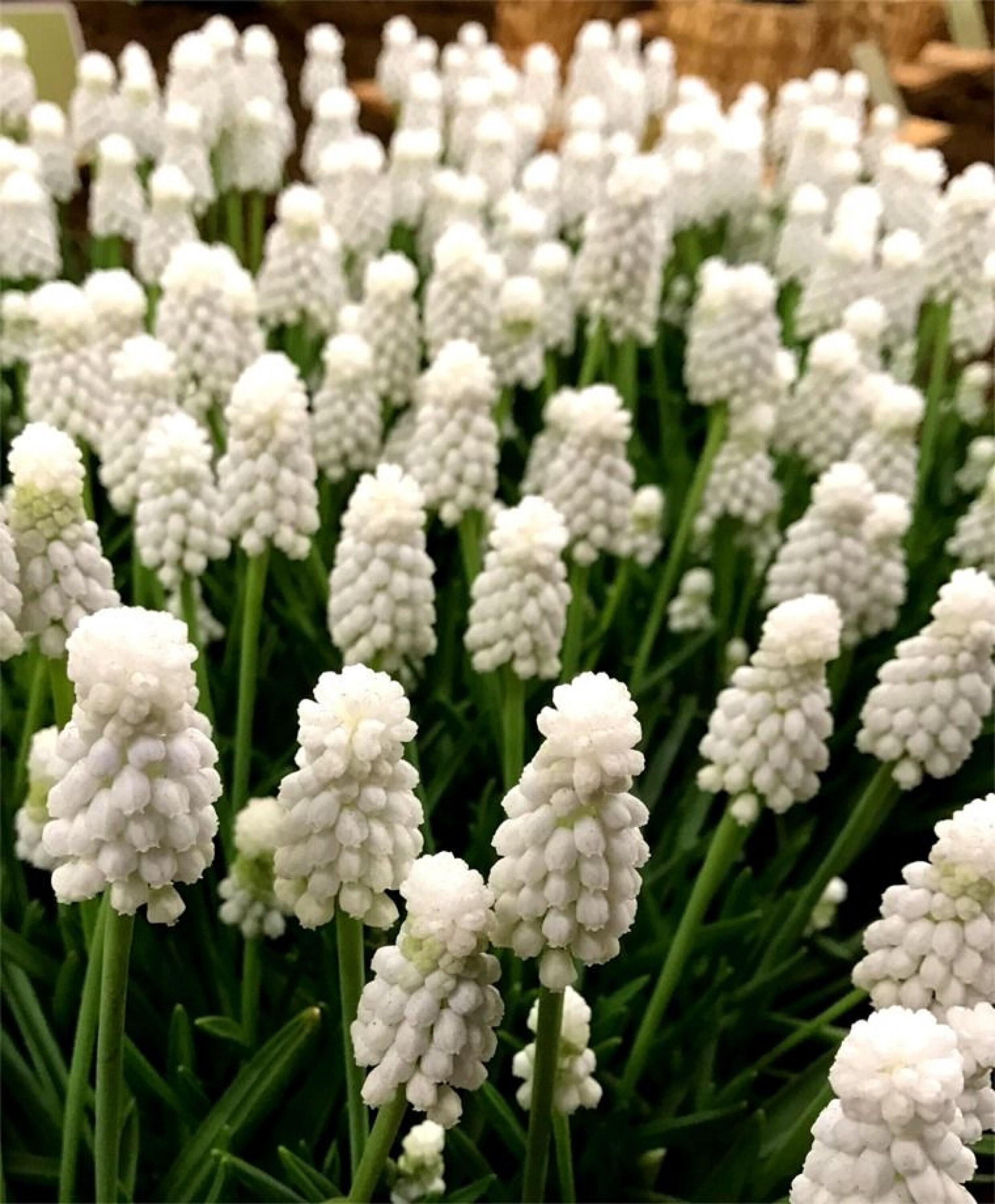 10 Prechilled Siberian Tiger Muscari grape Hyacinth Bulbs Etsy UK