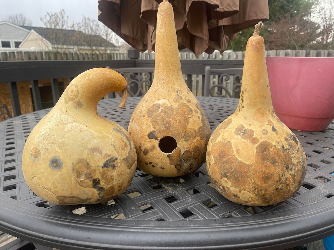 25 Birdhouse Gourd Seeds Bottle Gourd Seeds All Natural Bird House