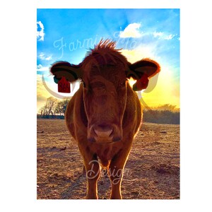 Cattle 2 - This is a digital download