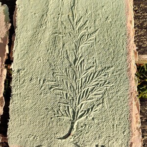May include: Handmade paper with a pressed botanical design. The paper has a textured, light green surface with a detailed imprint of a fern-like plant. The edges are rough and bordered with a lighter, natural tone.
