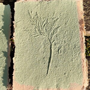 May include: Handmade paper with a pressed botanical design. The paper has a light green hue with a pressed plant image in the center. The edges are rough and have a pinkish-beige border. The paper is displayed on a wooden surface.