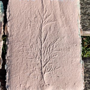 May include: A handmade, rectangular piece of paper with a textured, light pink surface. A detailed impression of a plant stem with leaves is pressed into the paper. The edges are rough and uneven, with a white border.