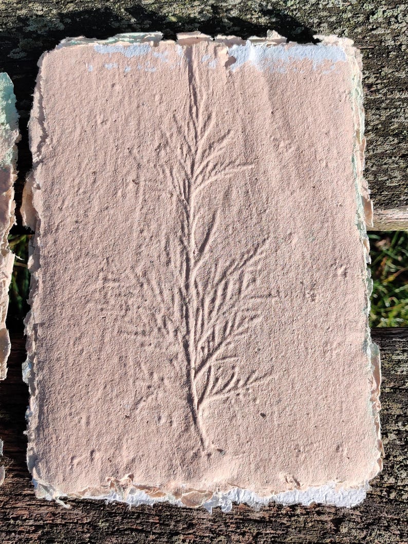 May include: A handmade, rectangular piece of paper with a textured, light pink surface. A detailed impression of a plant stem with leaves is pressed into the paper. The edges are rough and uneven, with a white border.