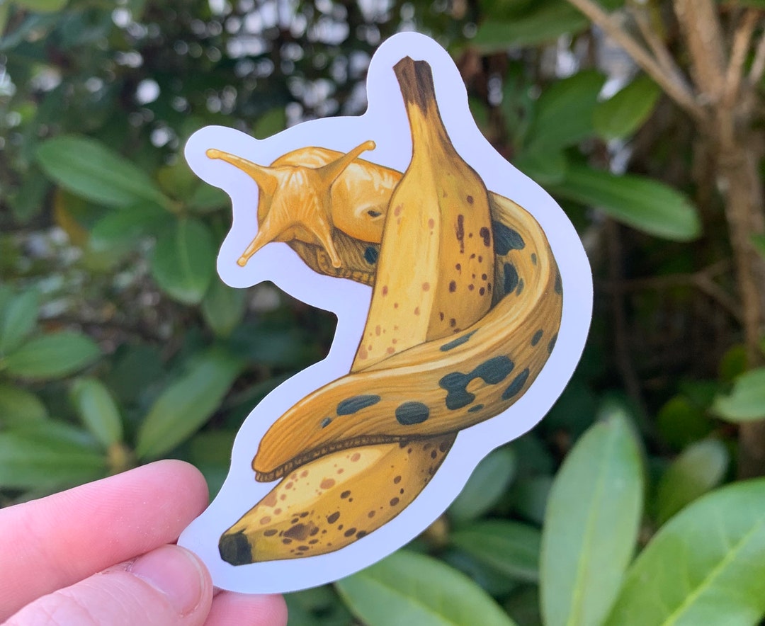 Banana Slug Sticker Etsy