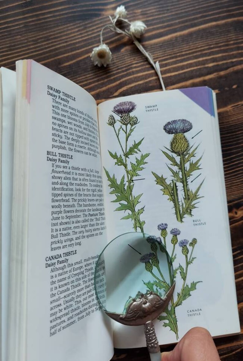 The First Guide Set Peterson First Guides Wild Flowers 1986 ~ Vintage Flower Guide - Etsy