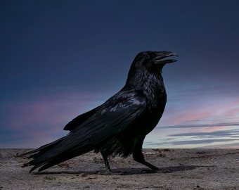 Beautiful Raven at sunset