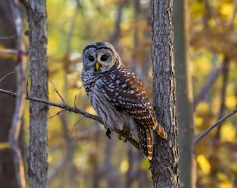 Barred owl with golden fall leave background