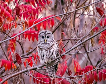 Barred owl in red fall leaves