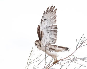 Majestic Red-tailed Hawk ready to take off