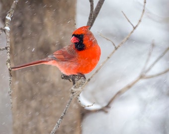 Male Cardinal in snowfall