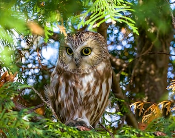 Adorable Northern Saw-whet owl