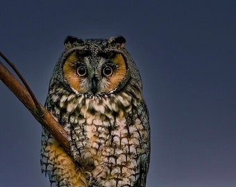 Fairytale Long-eared Owl