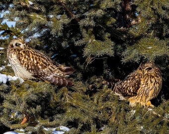 Two Short-eared Owls in spruce tree