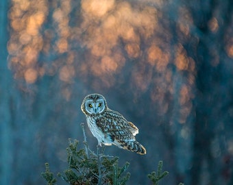 Beautiful Short-eared Owl at Sunset