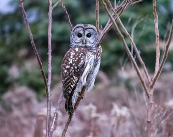 Barred owl at dusk