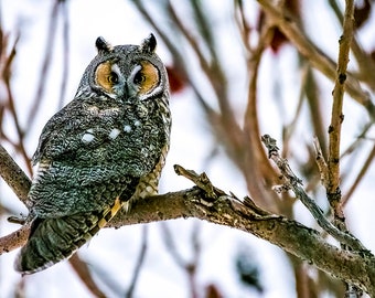 Beautiful Long-eared Owl at Sunset