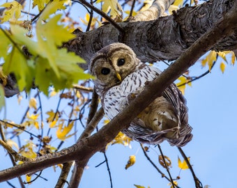 Barred owl looking at you from tree canopy