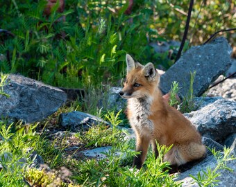 Adorable fox pup