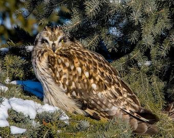 Short Eared owl on snow covered spruce