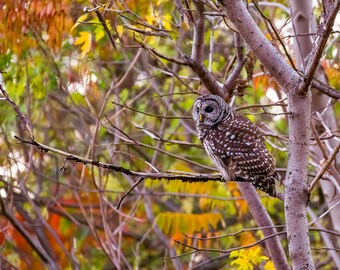 Barred owl perched in colorful sumac tree