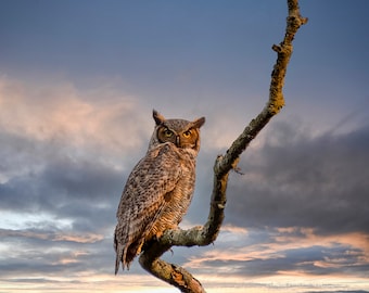 Gorgeous Great Horned owl