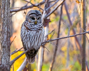 Barred owl with sunset background