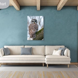 Beautiful Barred Owl Looking at You - Etsy