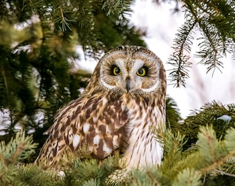 Beautiful Short-eared Owl looking at you