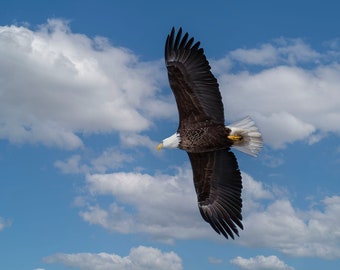 Majestic Bald Eagle in flight