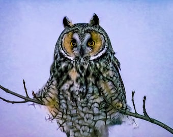 Beautiful Long-eared Owl at dusk