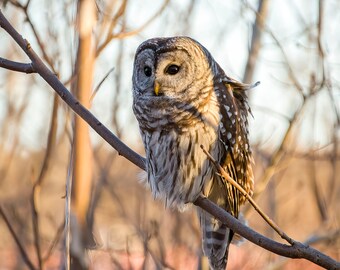 Barred owl at sunset