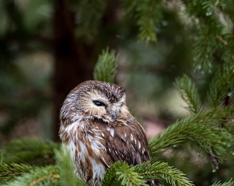 May include: A small northern saw-whet owl with brown and white mottled feathers perched among green pine needles. The owl has a round head, dark eyes, and a short beak, with its head turned slightly downward toward its chest in a resting position.