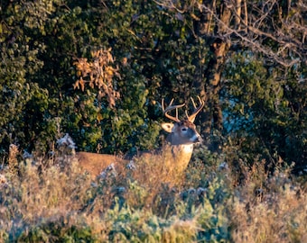 Male White-tailed deer at sunrise
