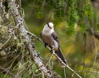 Beautiful Grey Jay