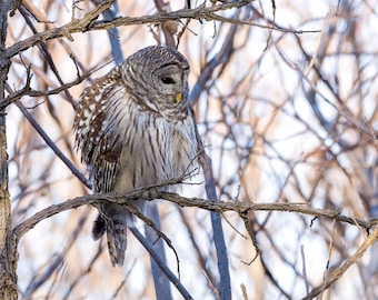 Barred owl puffed up on a cold winter evening