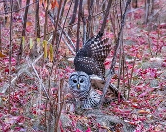 Barred owl hunting in red fall leaves
