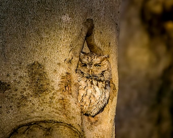 Eastern Screech Owl at sunset
