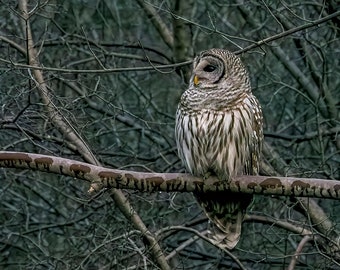 Beautiful Barred Owl after rain