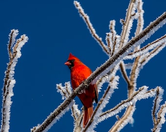 Hoar Frost and a Winter Cardinal